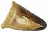Mosasaur (Prognathodon Currii) Tooth - Morocco #262800-1